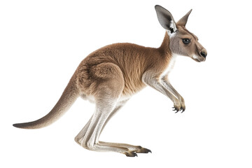 Kangaroo poses gracefully against a transparent background showcasing its unique features and movements while standing in an upright position ready to hop