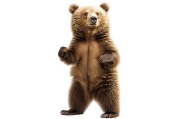 Bear standing upright, showcasing natural posture and features, captured with a transparent background to emphasize its furry texture and expression