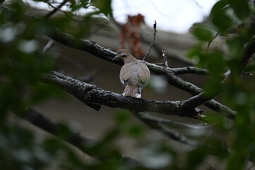 Birds and birds Dove