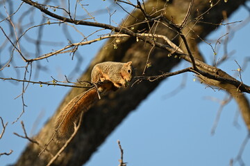 squirrel