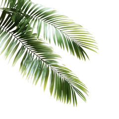 Fototapeta premium Lush green palm leaves on a transparent background, showcasing tropical foliage and botanical beauty for design elements