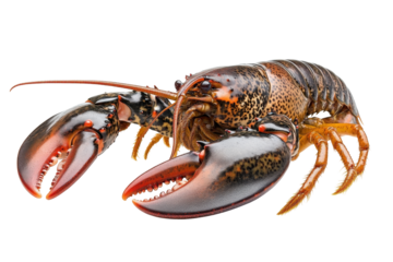 Fresh lobster on a transparent background, showcasing vibrant colors and distinct claws ready for culinary preparation or presentation