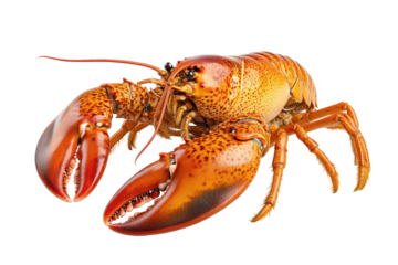 Fresh lobster on a transparent background, showcasing vibrant colors and distinct claws ready for culinary preparation or presentation