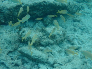 Underwater in Mexico
