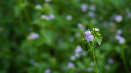 creative layout made of green leaves and purple flower. nature concept