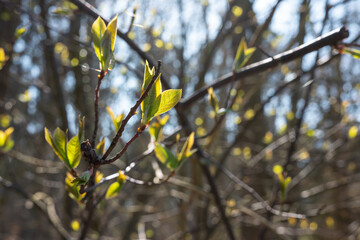 Young leaves of bird cherry tree in forest. Soft selective focus