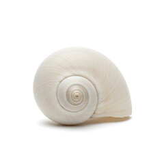 Close-up of a Smooth, Creamy White Seashell on a White Background