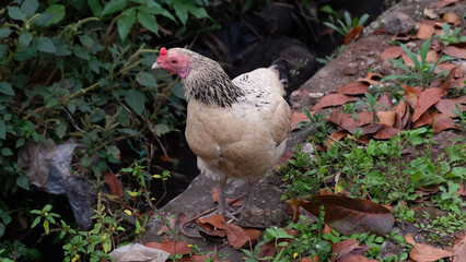 Close-Up of a White Hen Outdoors in a Natural Environment