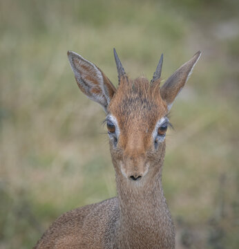 Dikdik Portrait