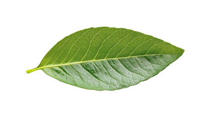 Obraz premium green leaf on white background