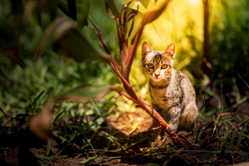 Sunlit Pause – A Kitten Beneath the Bush
