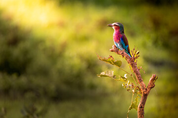 Jewel of the Branch – Lilac-Breasted Roller in the Sun