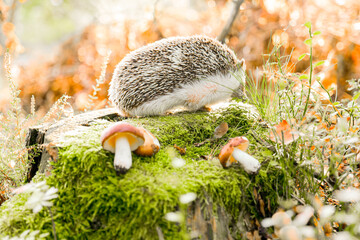 Prickly gray hedgehog with Mushroom on Moss.Hedgehog foraging Among Mushrooms in a Forest. Mushroom season.