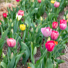 colorful tulips at the field
