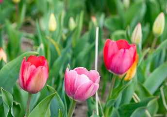 colorful tulips at the field