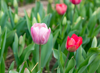 colorful tulips at the field