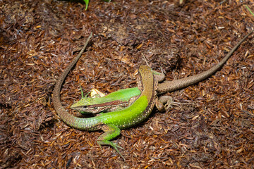 par de iguanas verdes caminando entre arbustos en la amazonia peruana