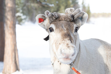 Norwegen (2025-03) - Rentiere
