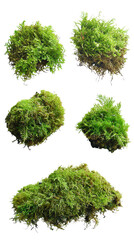 Vibrant Green Moss Bundles on Transparent Background for Nature Use