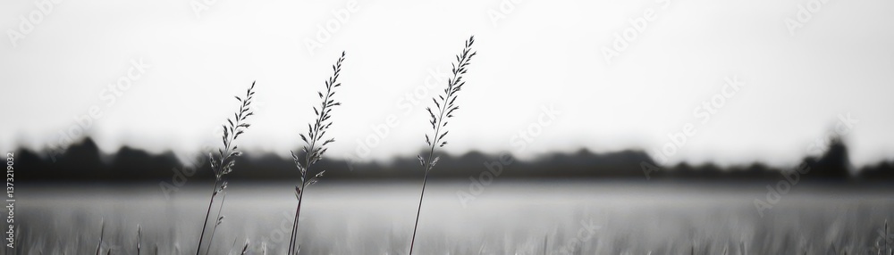 Poster black and white texture for backgrounds multipurpose image73