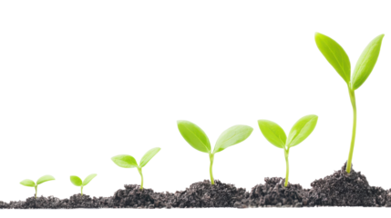 Growing Green Plants in Soil with Moisture and Sunlight Exposure