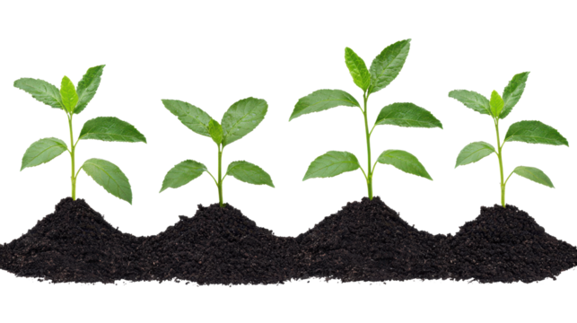 Green Seedlings Growing in Fresh Soil Rows on a White Background