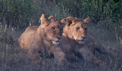 Lion Family