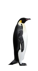 Fototapeta premium A majestic emperor penguin stands proudly against a stark white background, its elegant posture and striking black and white plumage captivating.
