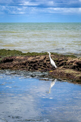 Piedade Beach - Jaboatao, Pernambuco state - Brazil - March 25