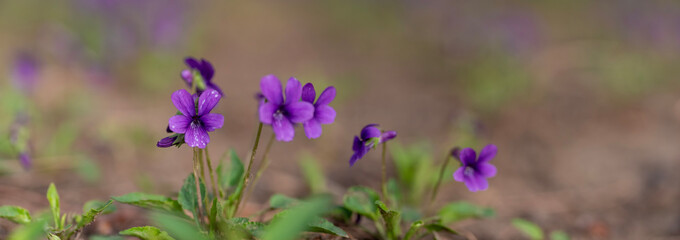 Obraz premium panoramic view of a Manchurian Violet in the early spring.. field of wild flowers