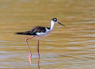 A Black-necked Stilt bird wading through the waters at the Water Ranch Riparian Preserve in...