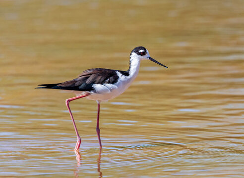 A Black-necked Stilt bird wading through the waters at the Water Ranch Riparian Preserve in Arizona. Close up view. - Powered by Adobe