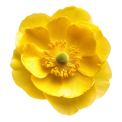 Bright Yellow Buttercup Flower Isolated on Transparent Background