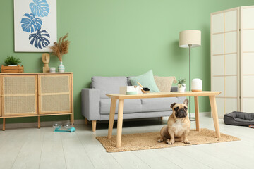 Cute French bulldog on carpet under table in living room