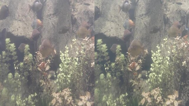 Rainbowfish of Australia and New Guinea 3D