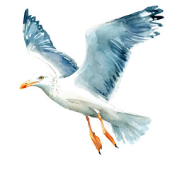 A watercolor vector of a seagull, isolated on a white background. Seagull vector.


