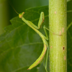 Macro closeup photos of praying mantis 