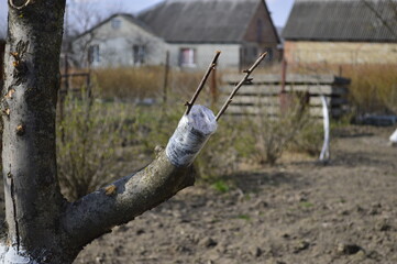 Gardening enthusiasts practice pruning and grafting techniques on a tree in an agricultural landscape during early springtime
