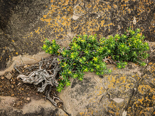 Tiny Tree Exists In Rock Crack