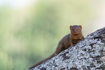 Mongoose