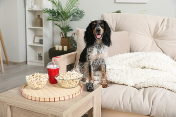 Cute cocker spaniel dog with bowls of popcorn, soda and TV remote sitting on sofa in living room