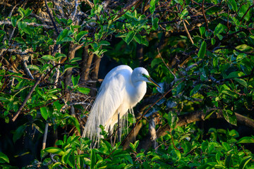 Egret in trees