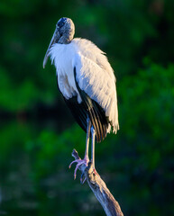 Wood stork