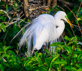 Egret 
