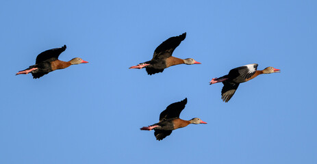birds flying in the sky
