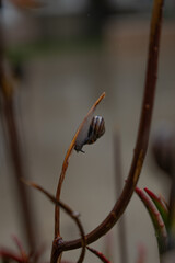 Snails and plants after the rain