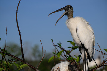 wood stork laughing