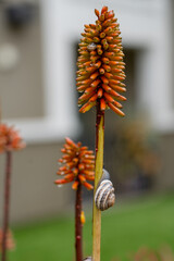 Snails and plants after the rain
