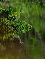 great blue heron