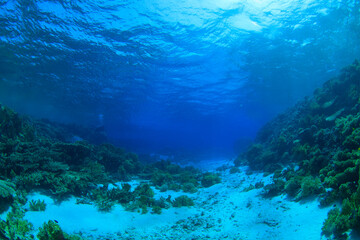 The spectacle of corals, reefs and white sand form a beautiful marine environment.